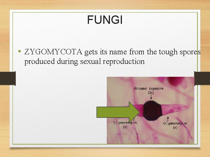 FUNGI • ZYGOMYCOTA gets its name from the tough spores produced during sexual reproduction