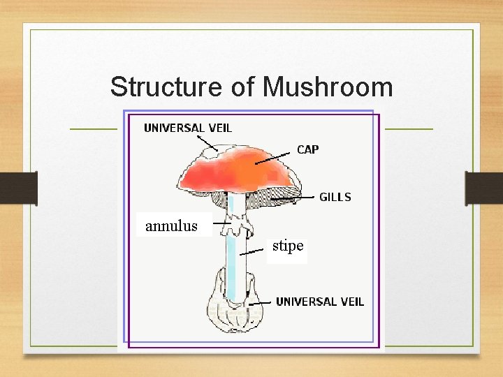 Structure of Mushroom annulus stipe 