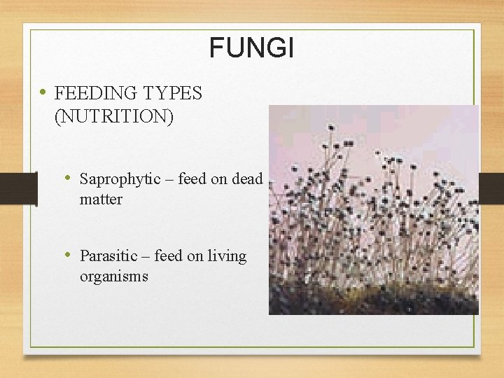 FUNGI • FEEDING TYPES (NUTRITION) • Saprophytic – feed on dead matter • Parasitic