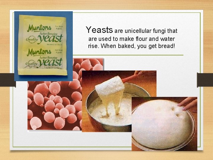 Yeasts are unicellular fungi that are used to make flour and water rise. When