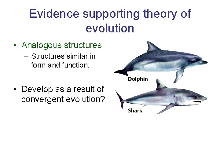 Evidence supporting theory of evolution • Analogous structures – Structures similar in form and