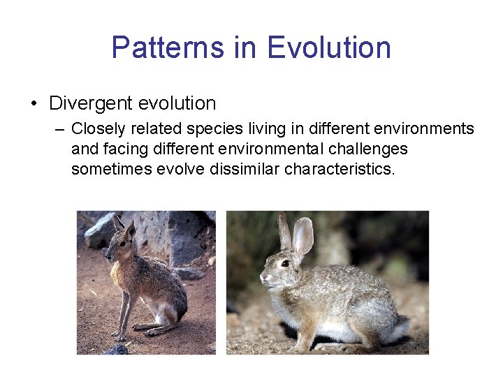 Patterns in Evolution • Divergent evolution – Closely related species living in different environments