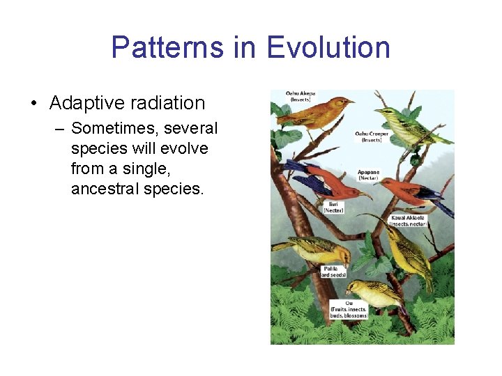 Patterns in Evolution • Adaptive radiation – Sometimes, several species will evolve from a