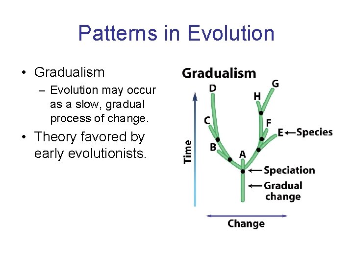 Patterns in Evolution • Gradualism – Evolution may occur as a slow, gradual process