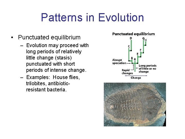 Patterns in Evolution • Punctuated equilibrium – Evolution may proceed with long periods of