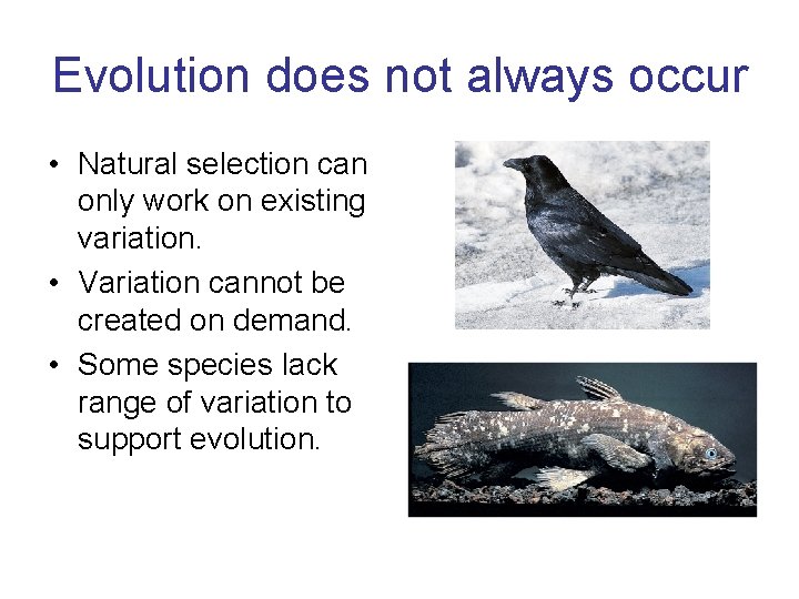 Evolution does not always occur • Natural selection can only work on existing variation.