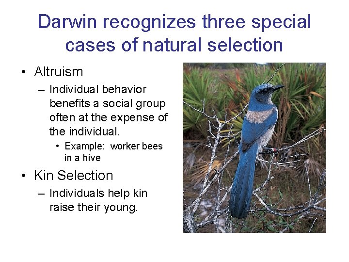 Darwin recognizes three special cases of natural selection • Altruism – Individual behavior benefits