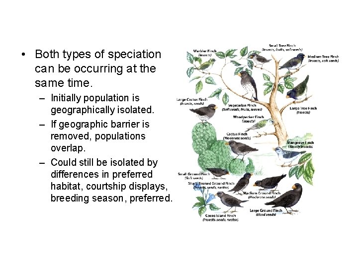  • Both types of speciation can be occurring at the same time. –