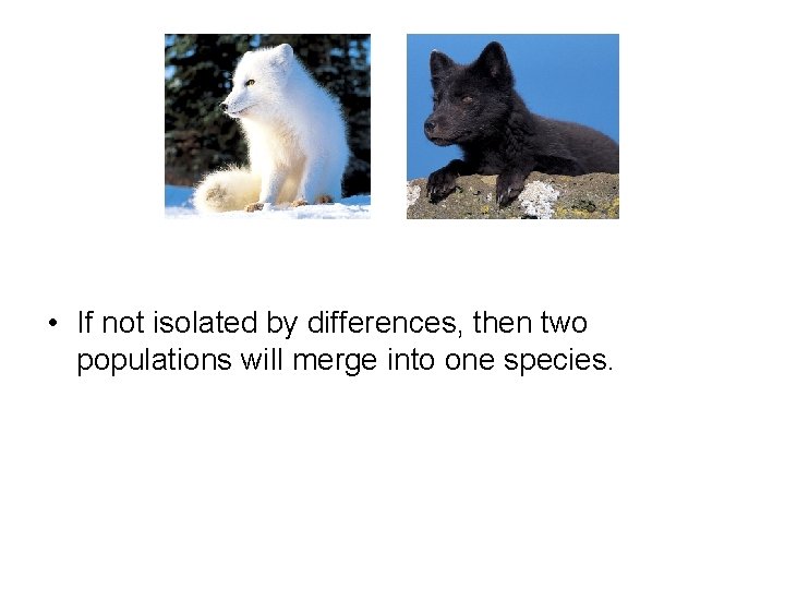  • If not isolated by differences, then two populations will merge into one