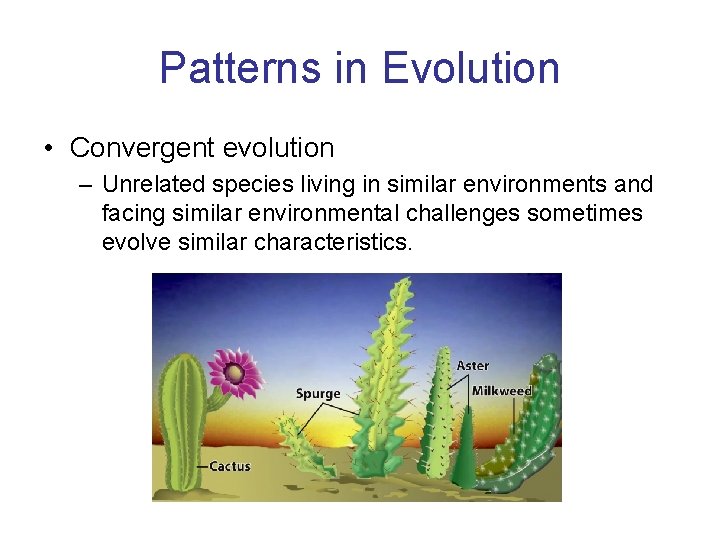 Patterns in Evolution • Convergent evolution – Unrelated species living in similar environments and