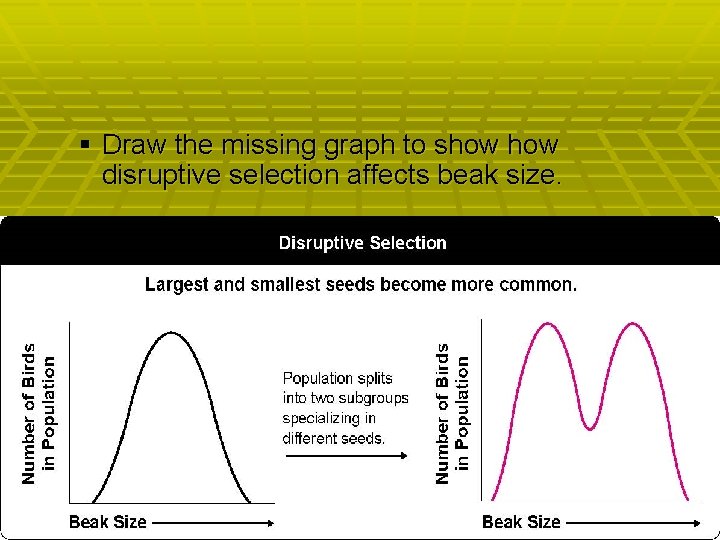 § Draw the missing graph to show disruptive selection affects beak size. § Genetic