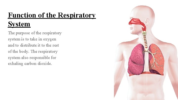 Function of the Respiratory System The purpose of the respiratory system is to take