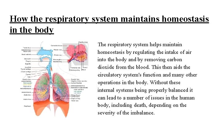 How the respiratory system maintains homeostasis in the body The respiratory system helps maintain