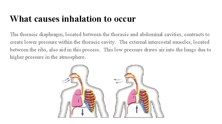 What causes inhalation to occur The thoracic diaphragm, located between the thoracic and abdominal