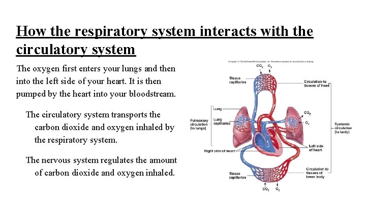 How the respiratory system interacts with the circulatory system The oxygen first enters your