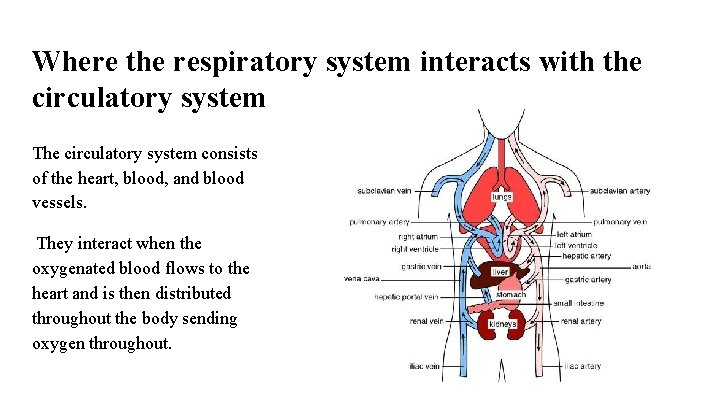 Where the respiratory system interacts with the circulatory system The circulatory system consists of