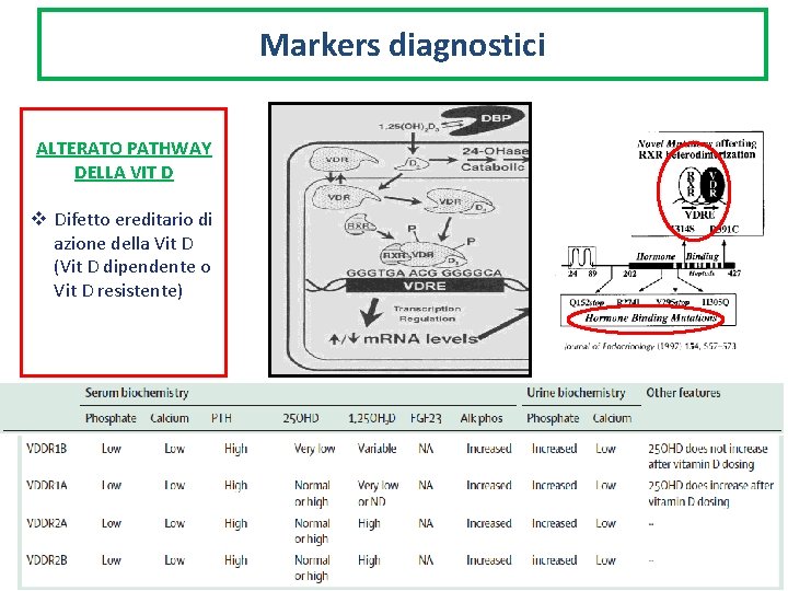 Markers diagnostici ALTERATO PATHWAY DELLA VIT D v Difetto ereditario di azione della Vit