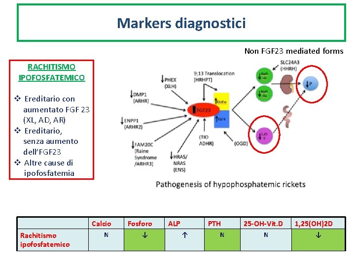 Markers diagnostici Non FGF 23 mediated forms RACHITISMO IPOFOSFATEMICO v Ereditario con aumentato FGF