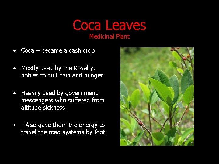 Coca Leaves Medicinal Plant • Coca – became a cash crop • Mostly used Coca Leaves Medicinal Plant • Coca – became a cash crop • Mostly used