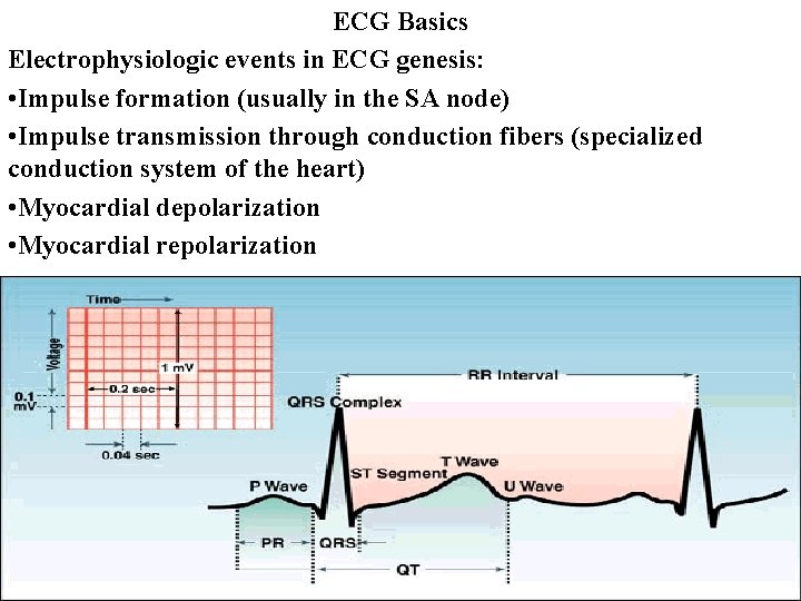 ECG Basics Electrophysiologic events in ECG genesis: • Impulse formation (usually in the SA