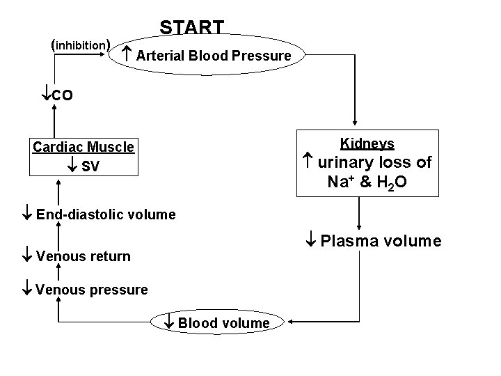 (inhibition) START Arterial Blood Pressure CO Kidneys Cardiac Muscle SV urinary loss of Na+