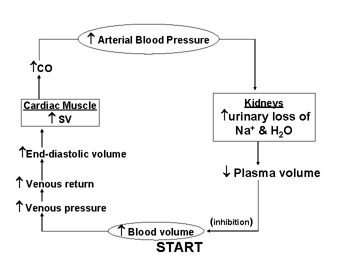  Arterial Blood Pressure CO Kidneys Cardiac Muscle SV urinary loss of Na+ &