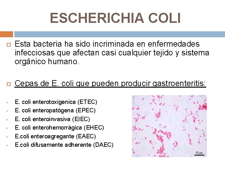 ESCHERICHIA COLI • • • Esta bacteria ha sido incriminada en enfermedades infecciosas que