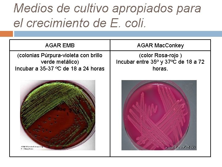 Medios de cultivo apropiados para el crecimiento de E. coli. AGAR EMB AGAR Mac.
