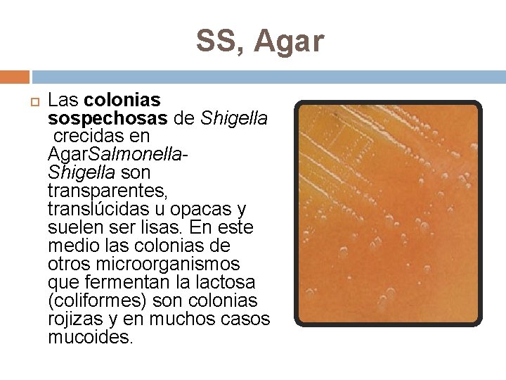 SS, Agar Las colonias sospechosas de Shigella crecidas en Agar. Salmonella. Shigella son transparentes,