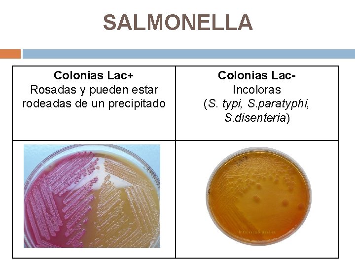 SALMONELLA Colonias Lac+ Rosadas y pueden estar rodeadas de un precipitado Colonias Lac. Incoloras