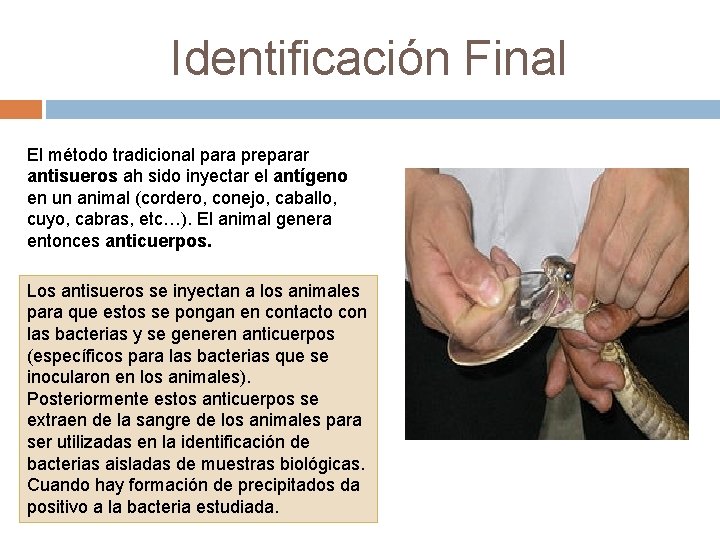 Identificación Final El método tradicional para preparar antisueros ah sido inyectar el antígeno en