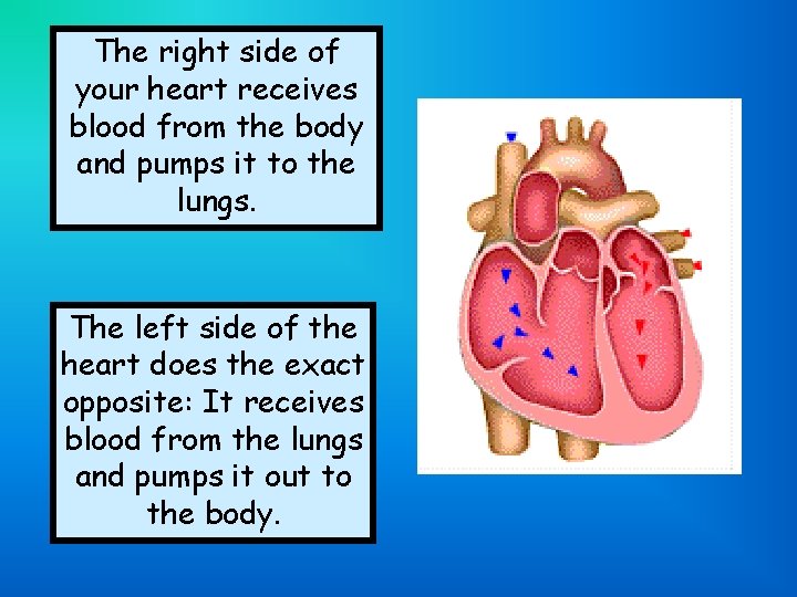 The right side of your heart receives blood from the body and pumps it