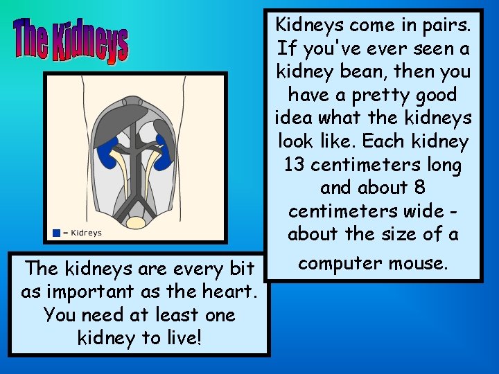 The kidneys are every bit as important as the heart. You need at least