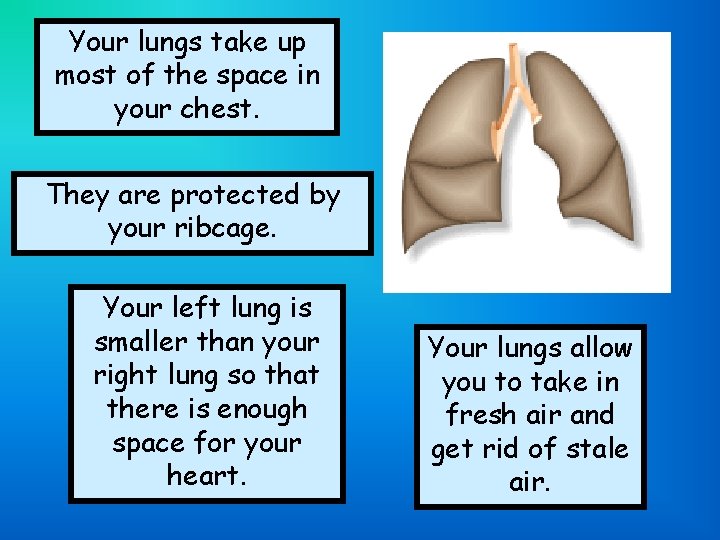 Your lungs take up most of the space in your chest. They are protected