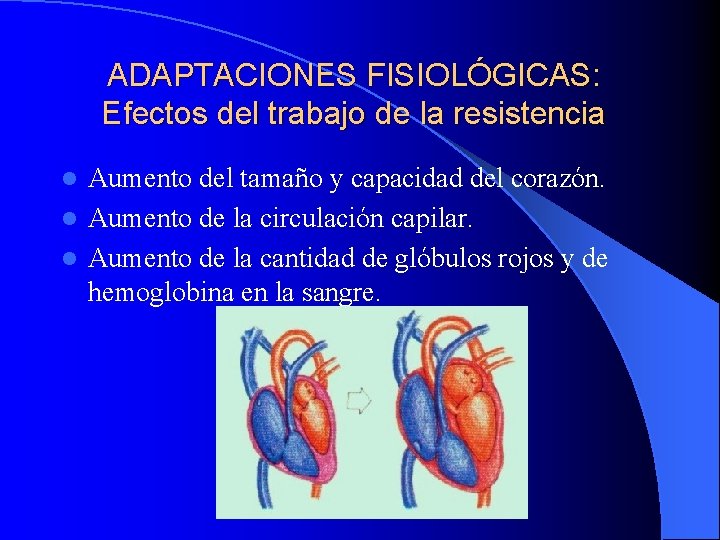 ADAPTACIONES FISIOLÓGICAS: Efectos del trabajo de la resistencia Aumento del tamaño y capacidad del
