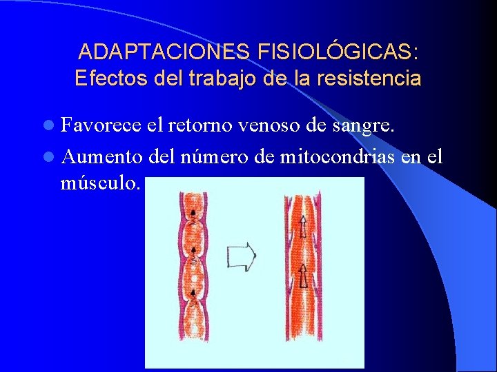 ADAPTACIONES FISIOLÓGICAS: Efectos del trabajo de la resistencia l Favorece el retorno venoso de