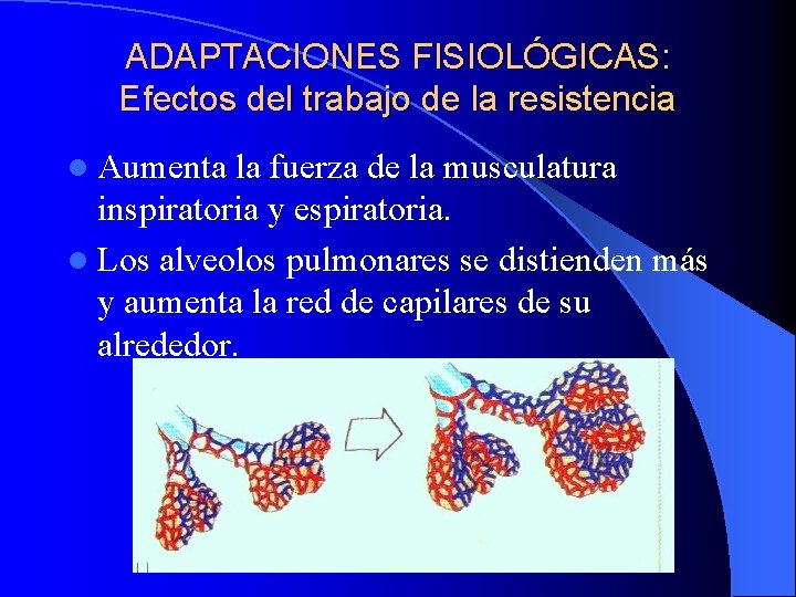 ADAPTACIONES FISIOLÓGICAS: Efectos del trabajo de la resistencia l Aumenta la fuerza de la