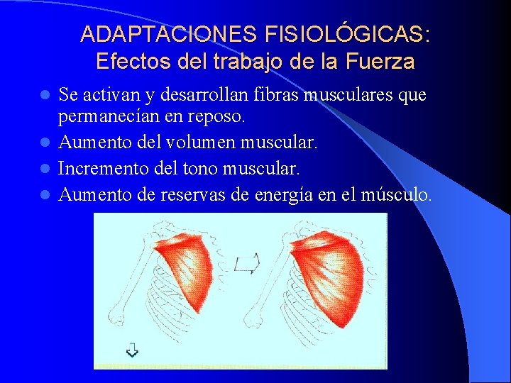 ADAPTACIONES FISIOLÓGICAS: Efectos del trabajo de la Fuerza Se activan y desarrollan fibras musculares