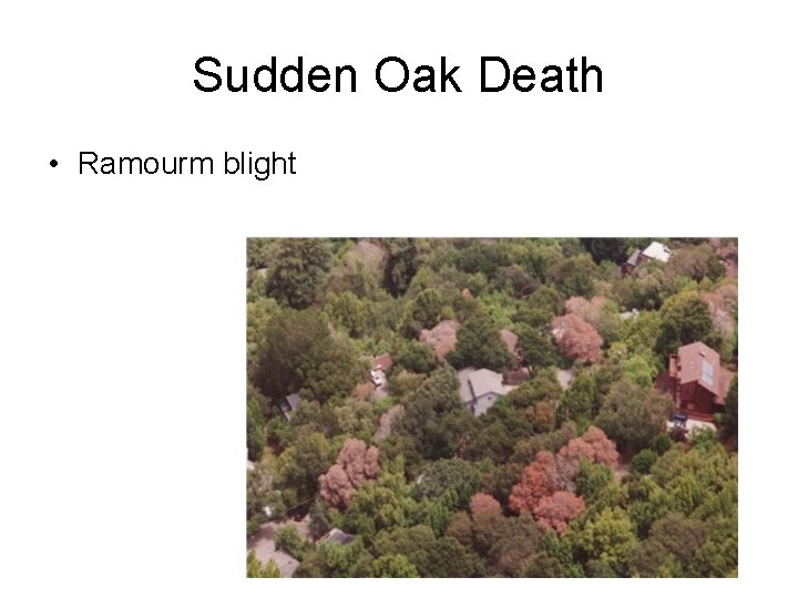 Sudden Oak Death • Ramourm blight 