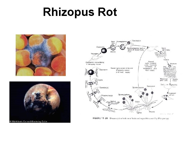 Rhizopus Rot 