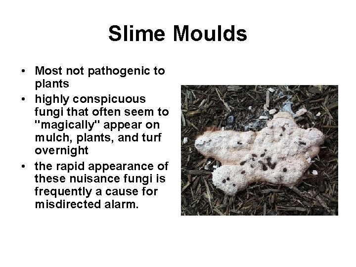 Slime Moulds • Most not pathogenic to plants • highly conspicuous fungi that often
