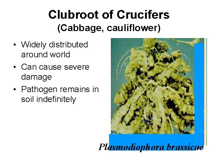 Clubroot of Crucifers (Cabbage, cauliflower) • Widely distributed around world • Can cause severe