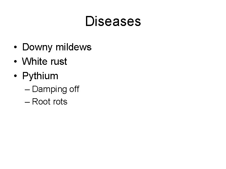 Diseases • Downy mildews • White rust • Pythium – Damping off – Root