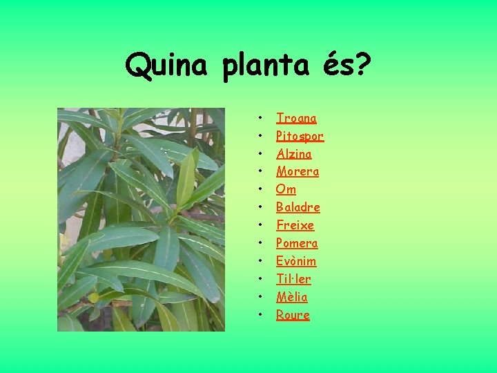 Quina planta és? • • • Troana Pitospor Alzina Morera Om Baladre Freixe Pomera