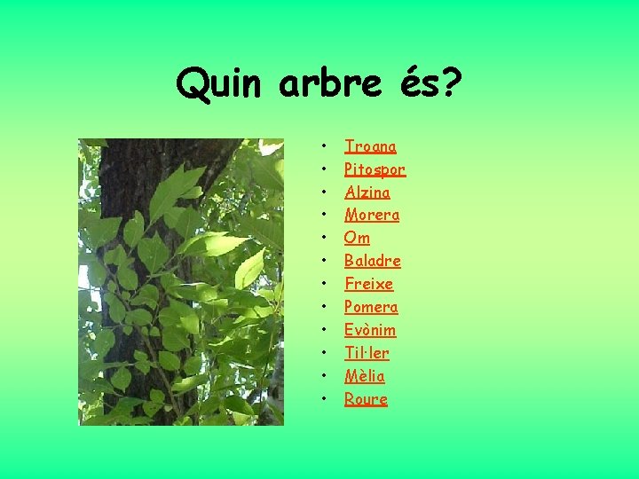 Quin arbre és? • • • Troana Pitospor Alzina Morera Om Baladre Freixe Pomera