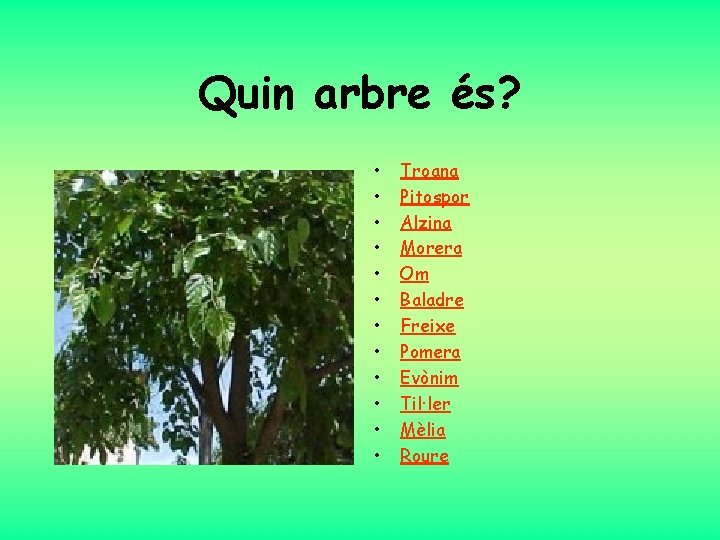 Quin arbre és? • • • Troana Pitospor Alzina Morera Om Baladre Freixe Pomera