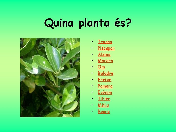 Quina planta és? • • • Troana Pitospor Alzina Morera Om Baladre Freixe Pomera