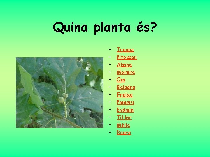 Quina planta és? • • • Troana Pitospor Alzina Morera Om Baladre Freixe Pomera