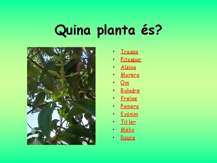 Quina planta és? • • • Troana Pitospor Alzina Morera Om Baladre Freixe Pomera