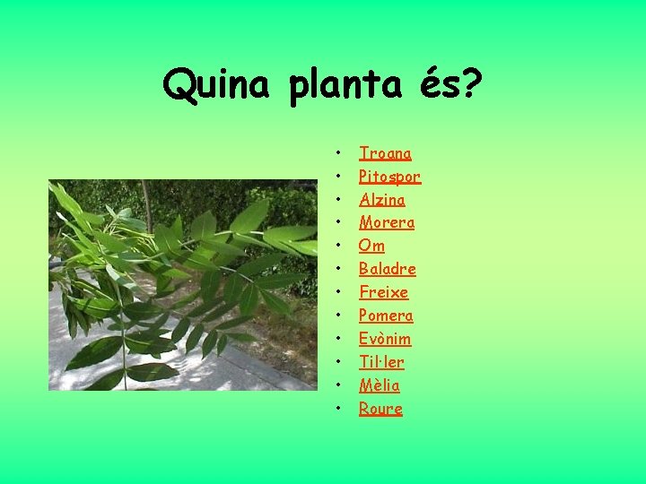 Quina planta és? • • • Troana Pitospor Alzina Morera Om Baladre Freixe Pomera